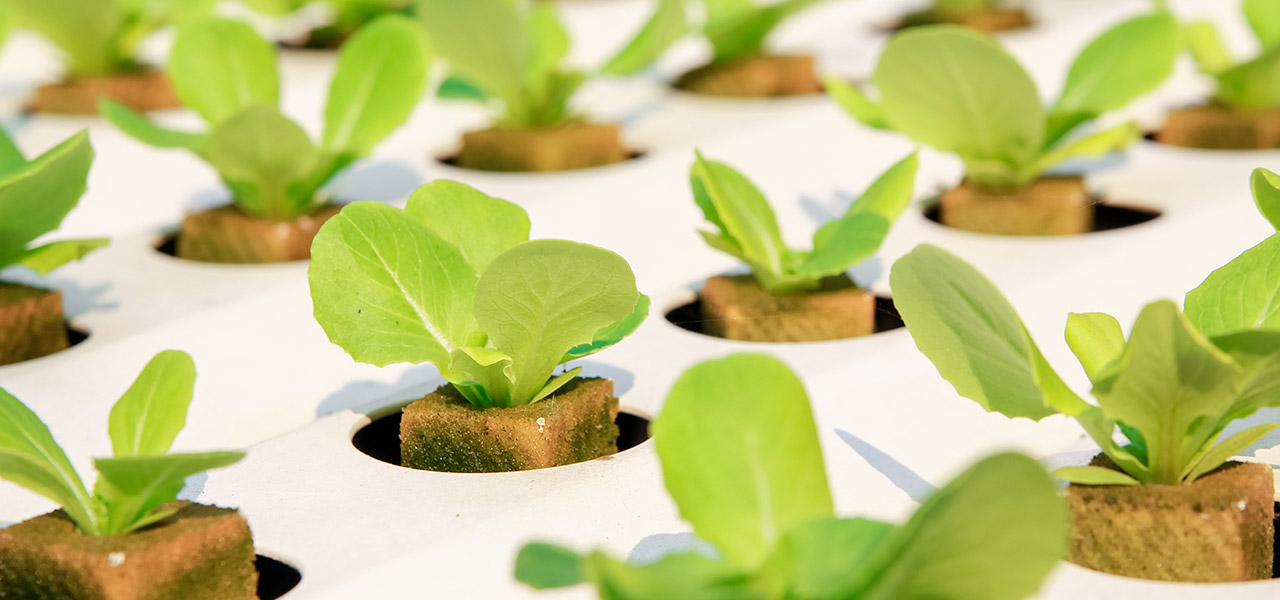 agricoltura del futuro