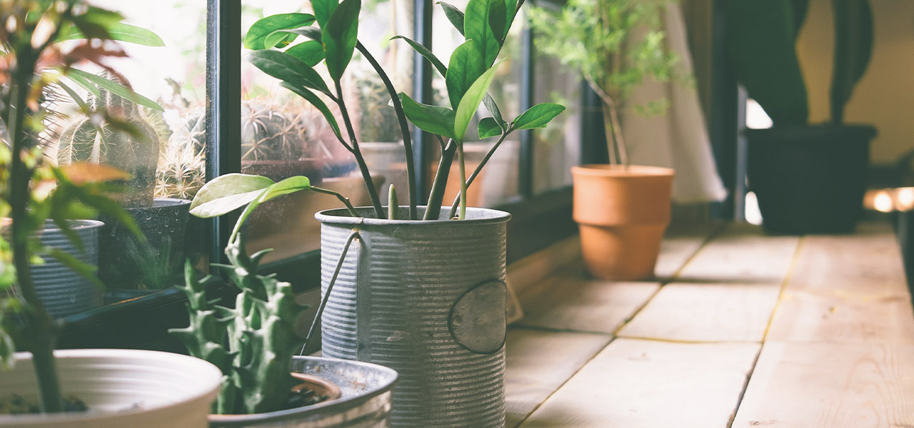 terrarium verde in casa