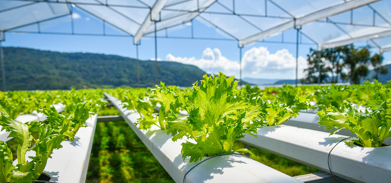 biotecnologie agricoltura