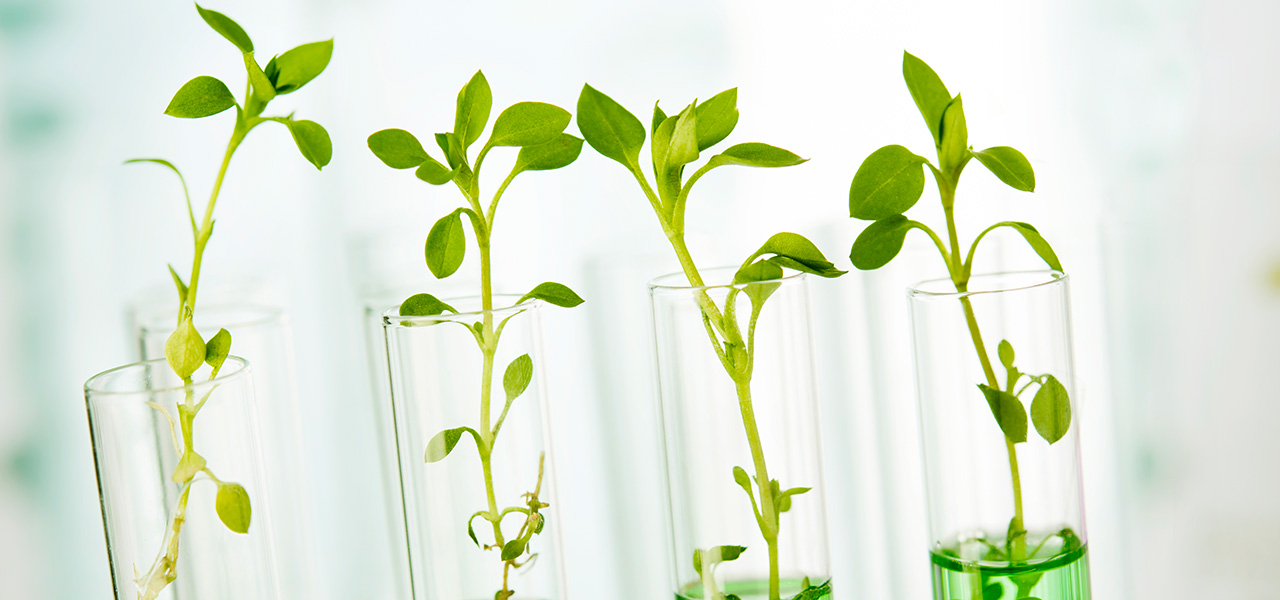 settore biotech coltivazioni