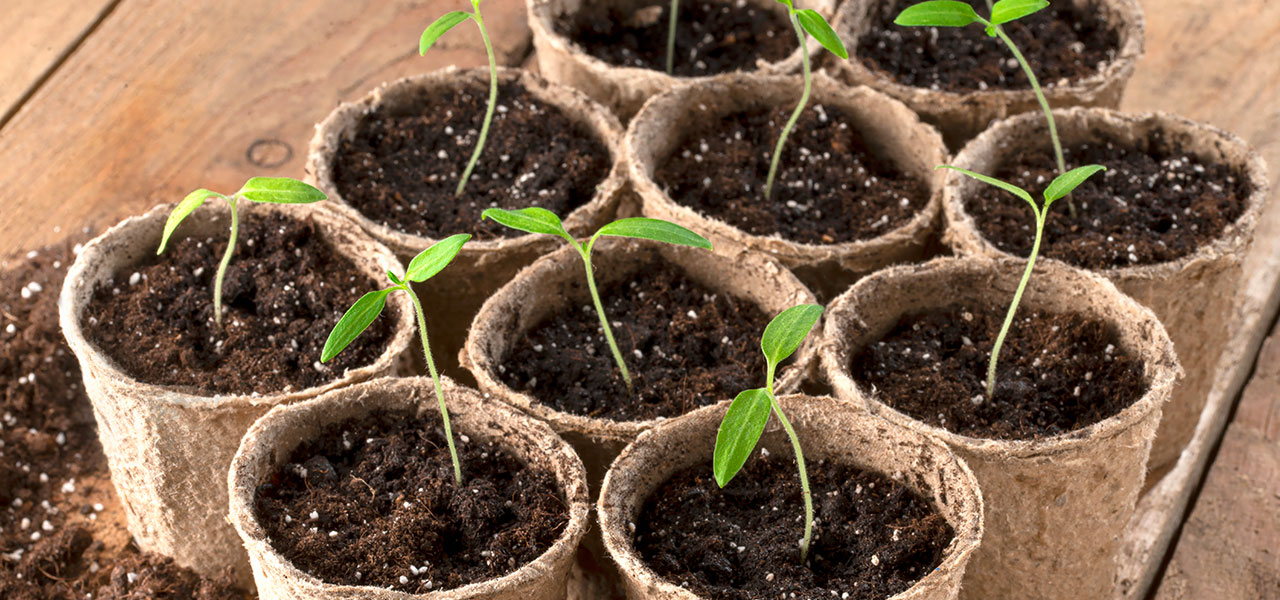 mini serre in appartamento